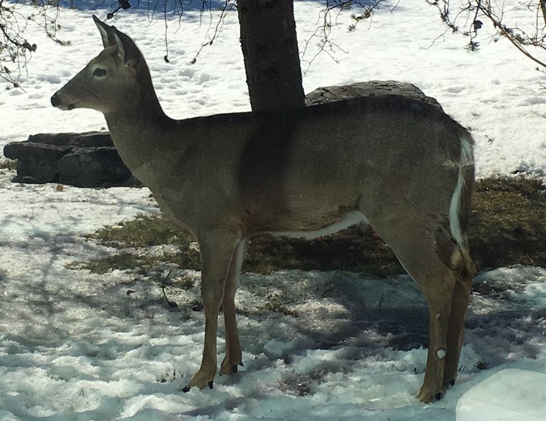 deer